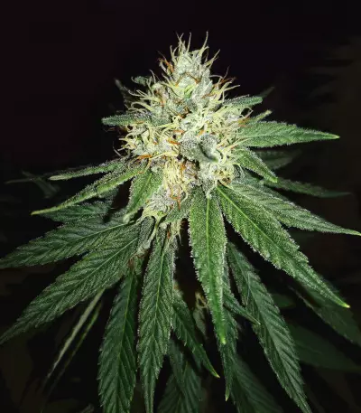 Headbanger (Karma Genetics) Cannabis-Samen