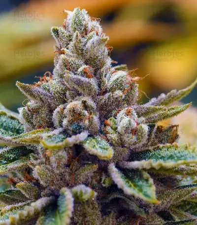 Kosher Kush (Reserva Privada) Cannabis-Samen