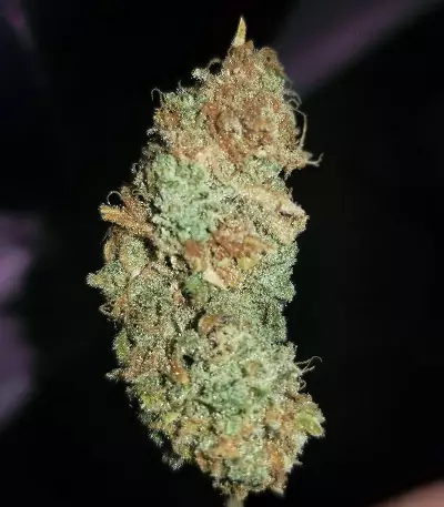 Kritikal Bilbo CBD (Genehtik Seeds) Cannabis-Samen