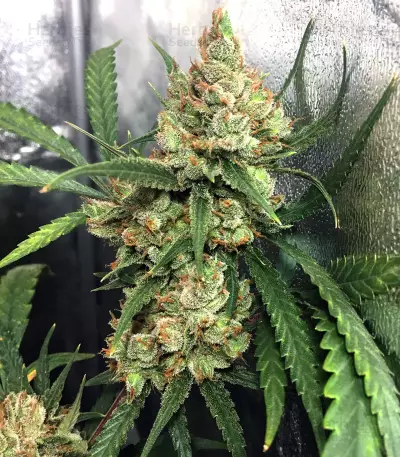 NL5 x Haze Regular (Mr. Nice Seedbank) Cannabis-Samen