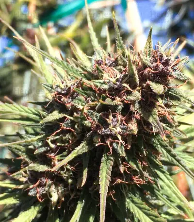 Pennywise regular (TGA Subcool Seeds / SubCool’s The Dank) Cannabis-Samen
