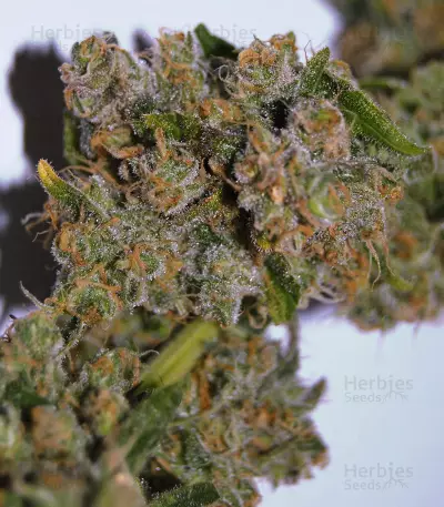 Pure Africa (Original Sensible Seeds) Cannabis-Samen