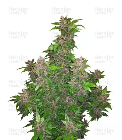 Purple Bud regular (Seedsman Seeds) Cannabis-Samen