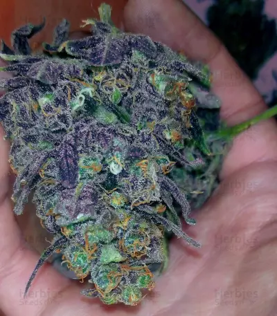 Purple Haze Auto strain