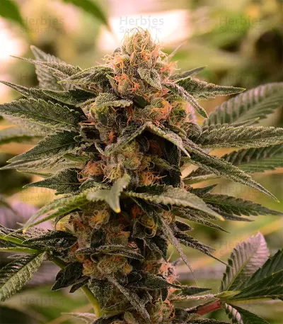 Purple Punch Autoflower (Seedstockers) Cannabis-Samen