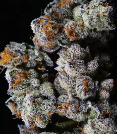 Purple Punch (Seedstockers) Cannabis-Samen