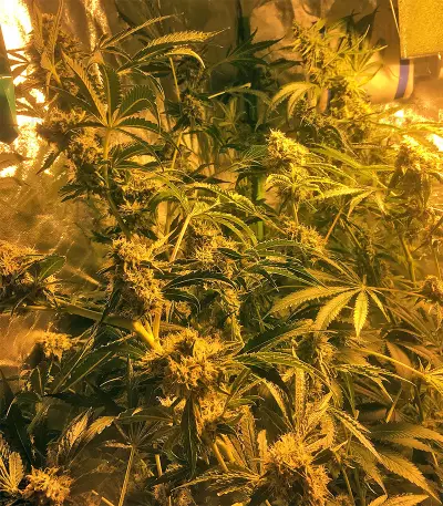 Sherbet (Seedstockers) Cannabis-Samen