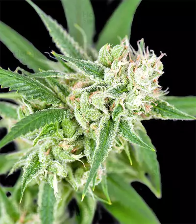 Sherbet (Seedstockers) Cannabis-Samen