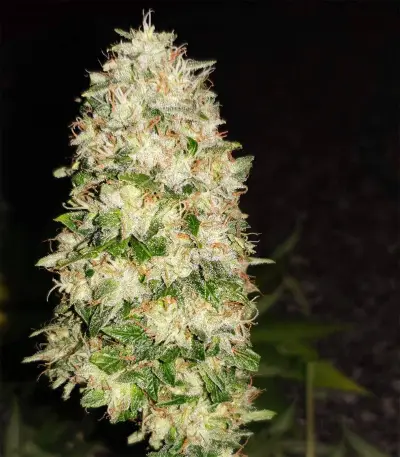 Skywalker Kush (Reserva Privada) Cannabis-Samen