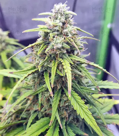 Strawberry Gum (Advanced Seeds) Cannabis-Samen