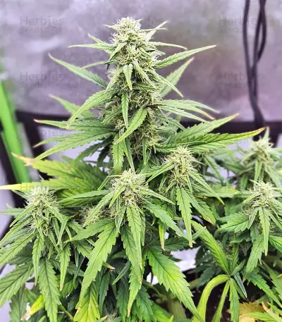 Strawberry Gum (Advanced Seeds) Cannabis-Samen