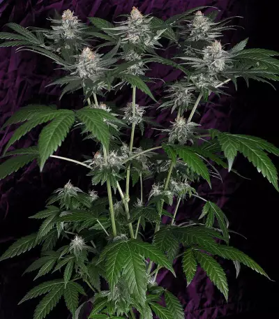 Super Lemon Haze x Gelato (GHS) Cannabis-Samen