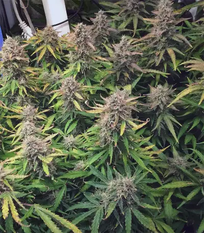 Wild Thailand Ryder Auto (World of Seeds) Cannabis-Samen