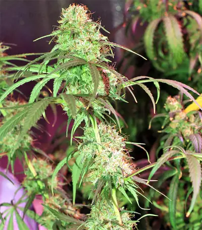 Zamaldelica regular (Ace Seeds) Cannabis-Samen