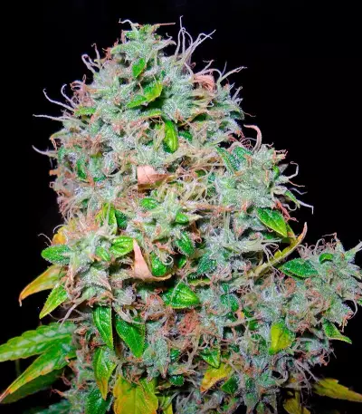 Arjan's Haze #3 (GHS) Cannabis-Samen