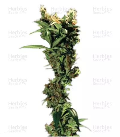 Arjan's Strawberry Haze (GHS) Cannabis-Samen