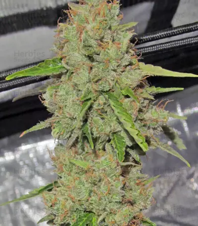 Big Bang Auto (GHS) Cannabis-Samen