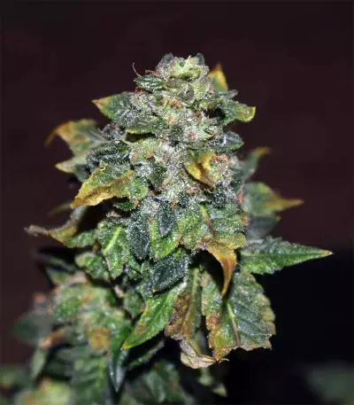 Blue Sherbet S1 strain