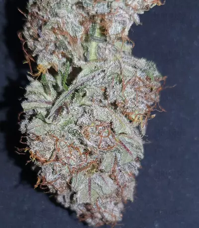 Cash Crop Auto (Cream of the crop seeds) Cannabis-Samen