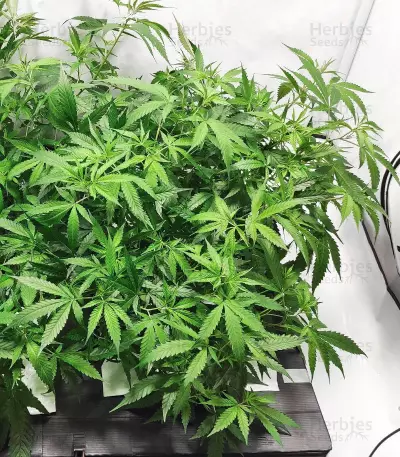 Critical Daddy (BlimBurn Seeds)