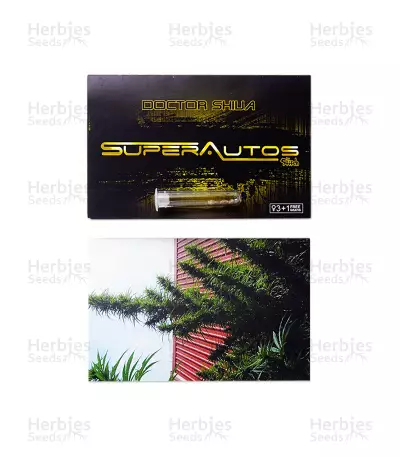 Doctor Shiva Auto (Flash Seeds) Cannabis-Samen
