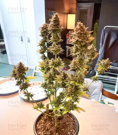 Ghost Chem OG Autoflower feminisierte Samen (Seedkeepers)