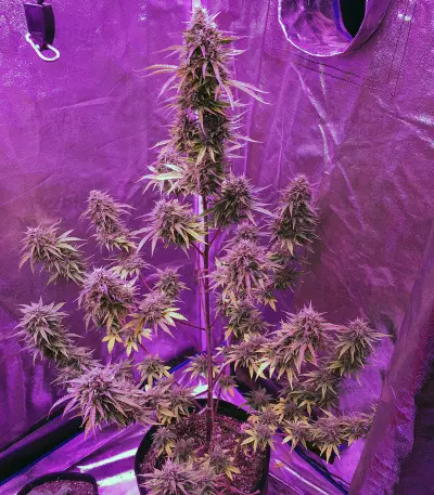 Girl Scout Cookies Auto (Auto Seeds) Cannabis-Samen