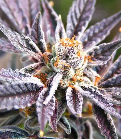 Kush Mintz feminisiertes Saatgut (Barney's Farm)