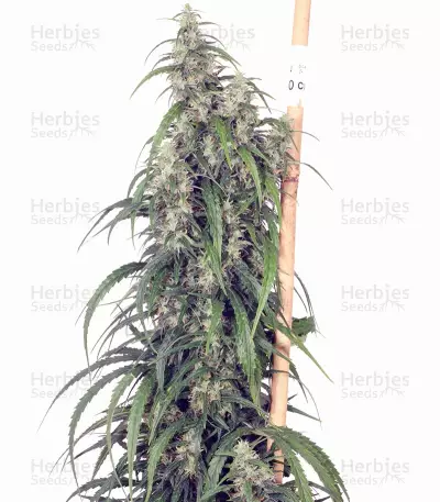 Mekong High (Dutch Passion) Cannabis-Samen