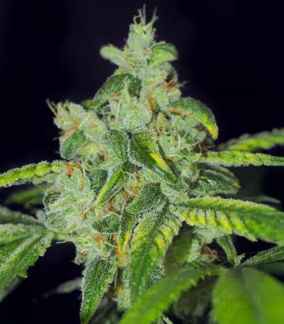 Sensi #32 (Sensi Seeds) Cannabis-Samen