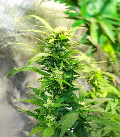 SoCal Masterkush Regular (BC Bud Depot Seeds) Cannabis-Samen