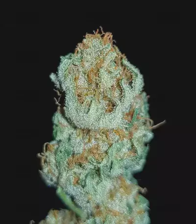 Amnesia Haze (Victory Seeds) Cannabis-Samen