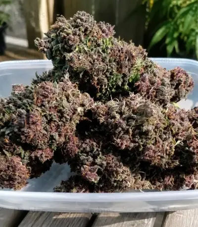 Auto Red Tropicana Cookies (Dutch Passion)