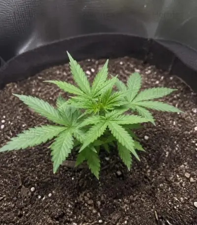 Auto Strawberry Soda (Dutch Passion)