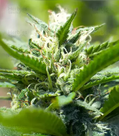 Bahia Black Head (K.C. Brains Seeds) Cannabis-Samen