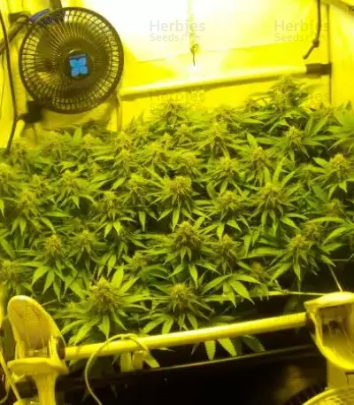 Black Russian (Delicious Seeds) Cannabis-Samen
