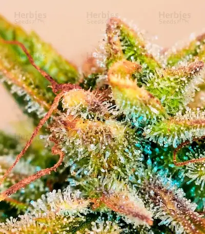 Buzz Bomb (Bomb Seeds) Cannabis-Samen