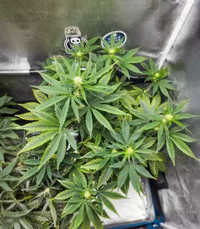 Forgotten Cookies Auto (Mephisto Genetics) Cannabis-Samen