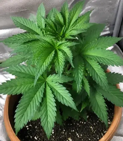 Frosted Guava (Original Sensible Seeds)