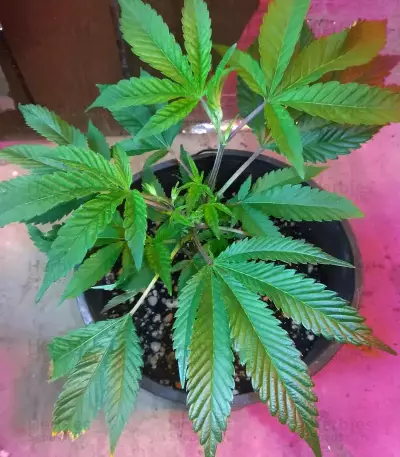 GG#4 Original Glue (Blackskull Seeds) Cannabis-Samen