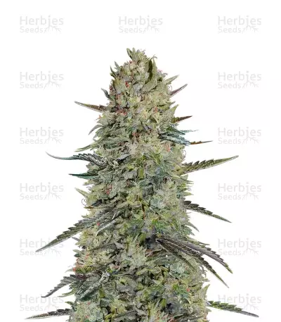Hindu Cream (Big Buddha Seeds) Cannabis-Samen