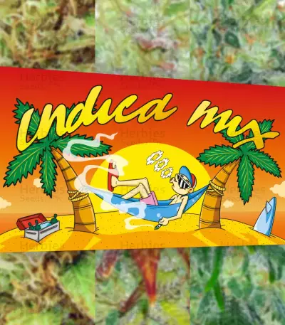 Indica Mix Samen feminisiert (Herbies Seeds)