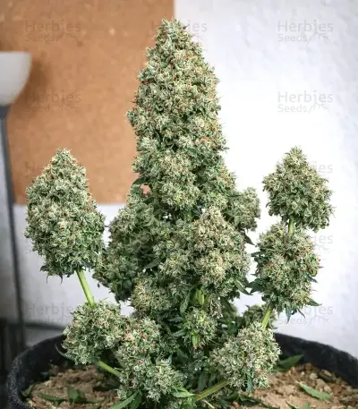King's Juice Auto (GHS)