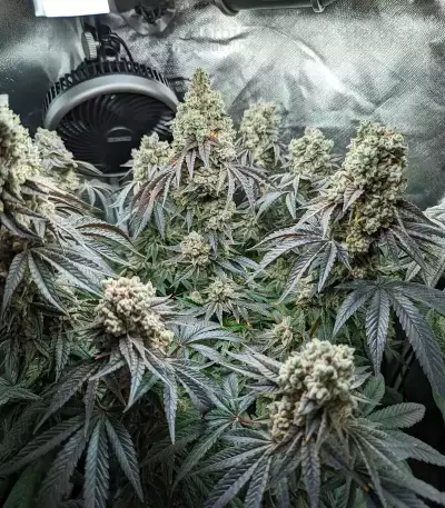 Mandarin Cookies R1 V2 feminisierte Samen (Ethos Genetics)