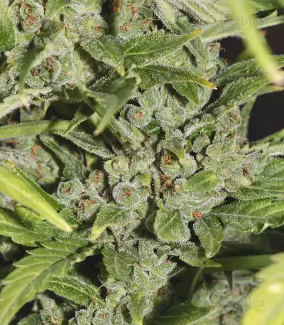 Monster Bruce Banner Auto feminisierte Samen (Monster Genetics)