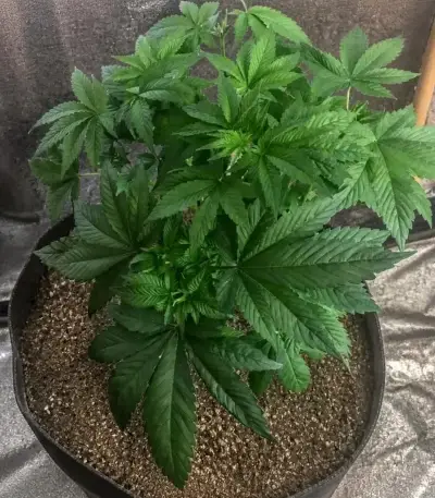 Planet Of The Grapes Auto (Ethos Genetics)