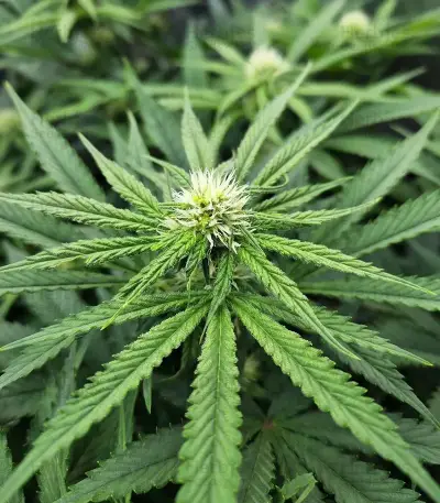 Rainbow Melon feminisierte Samen (Fast Buds)