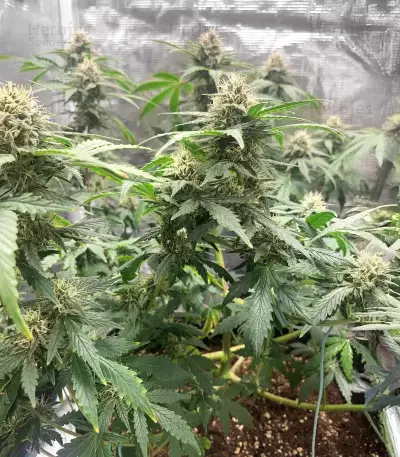 Samsquanch OG Auto (Mephisto Genetics) Cannabis-Samen
