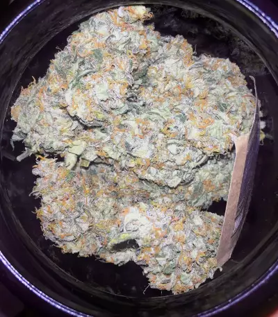 Trans Siberian Auto (Auto Seeds) Cannabis-Samen