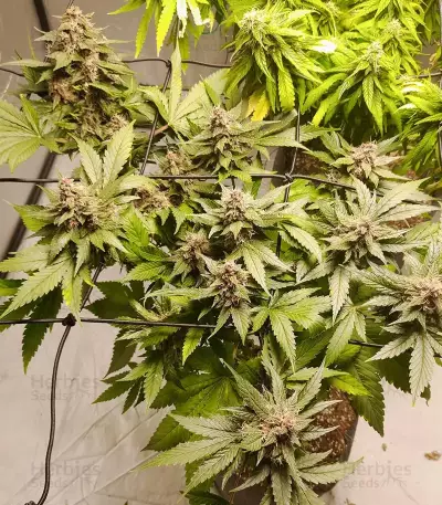 Tropicanna Poison F1 Fast Version feminisiertes Saatgut (Sweet Seeds)